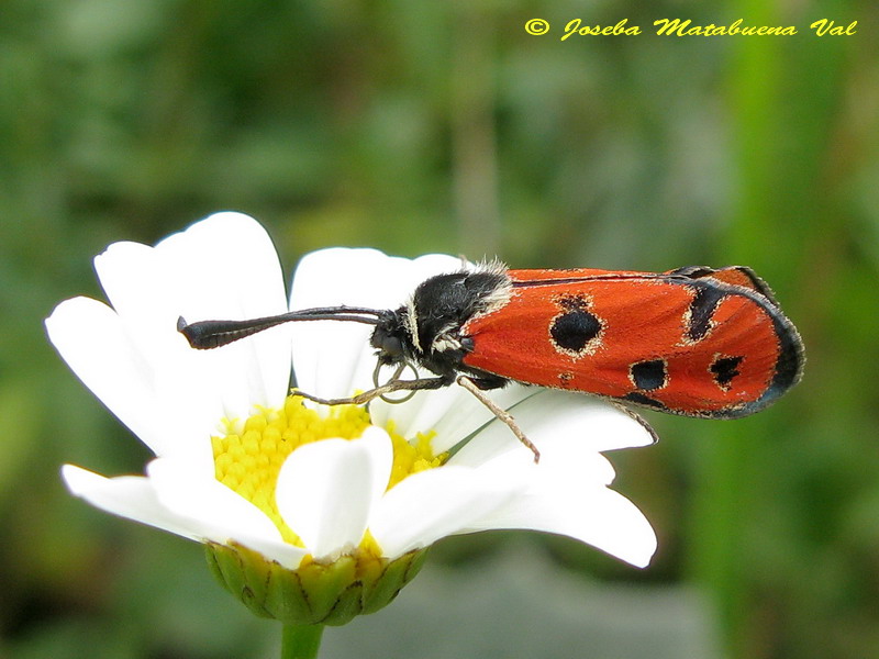 Zygaena hilaris - Zygaenidae